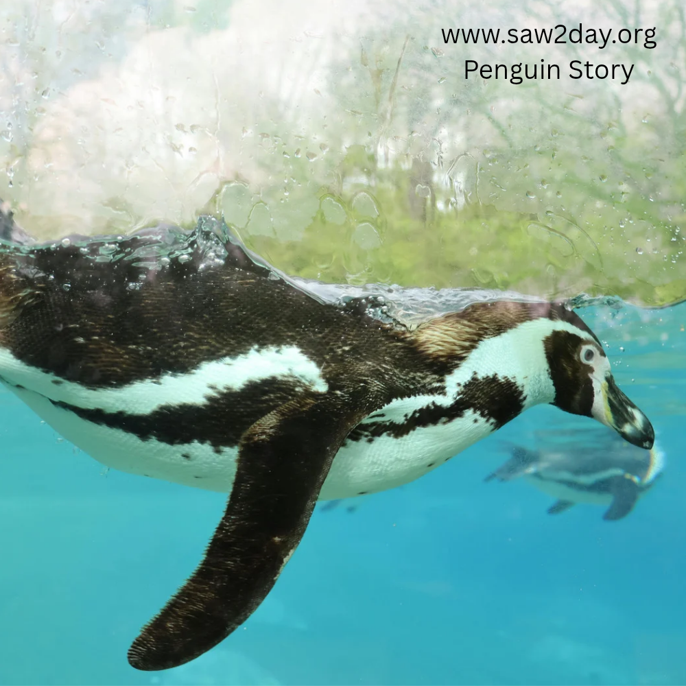 penguin swimming eating